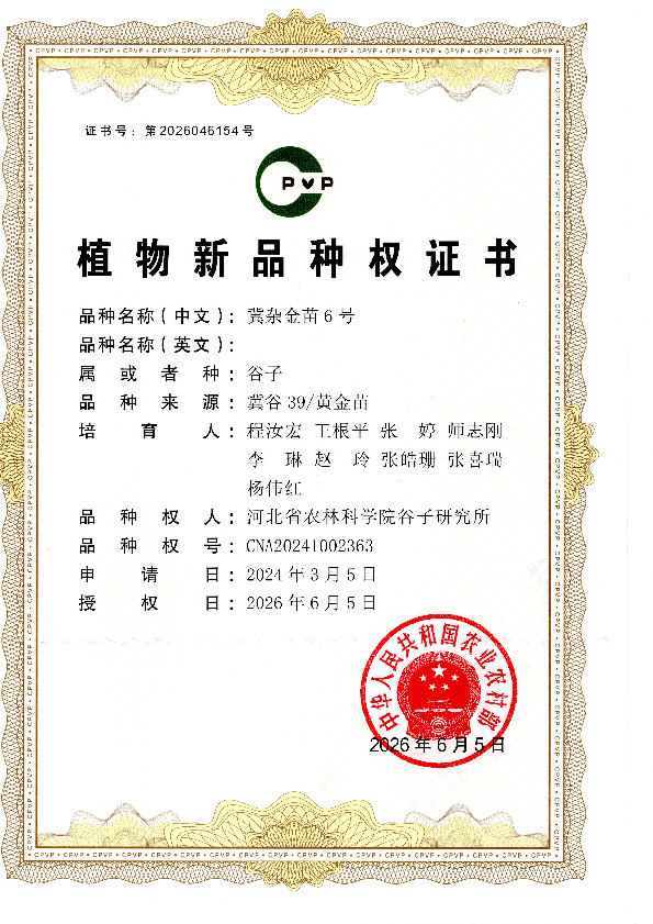 冀杂金苗6号